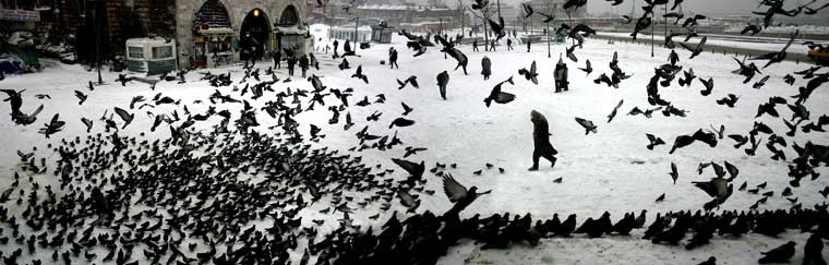 pigeonsinwinter.jpg