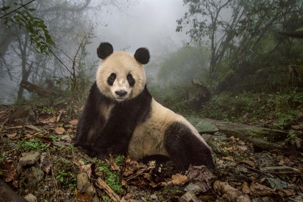 panda.ngsversion.1480972281673.adapt.1900.1.jpg