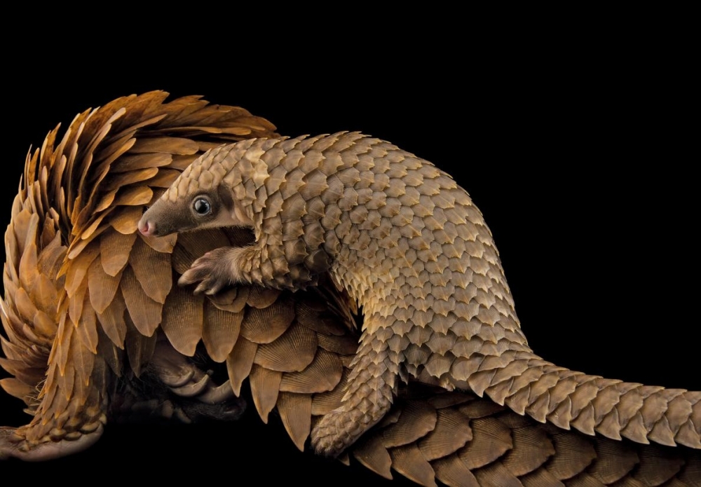 pangolin.ngsversion.1480972353886.adapt.1190.1.jpg