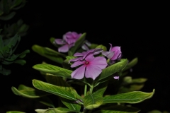 purple violet at night