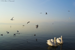 İzmir Kanatlarımın Altında