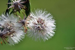 Karahindiba Makro (Dandelion macro)