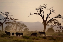 Masai Mara