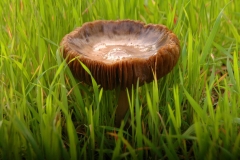 innocent mushroom ;)