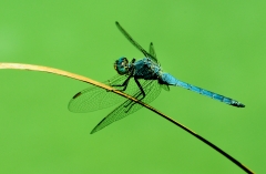 Yusufcuk ( Dragon Fly )