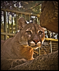 güzeller güzeli puma