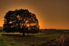 AĞAÇ (HDR)