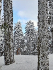 Ilgaz'dan doğal çerçeve