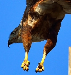 kızılşahin