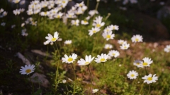 Olympos - Papatyalar