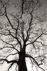 tree (866 x 1299).jpg