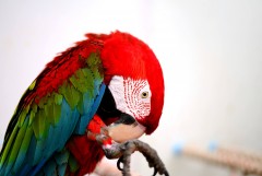 Greenwing MACAW