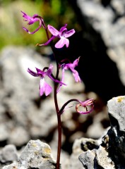 Kayadaki güzellik