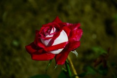 Rose osiria - Türk gülü