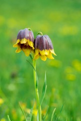 Ters Lale (Fritillaria Michailovskyi)