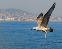 İstanbul ve Martı