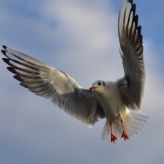 Birkan Ünal